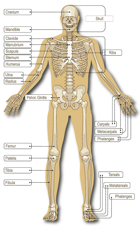 Bones are living tissue - AOA | Australian Orthopaedic Association