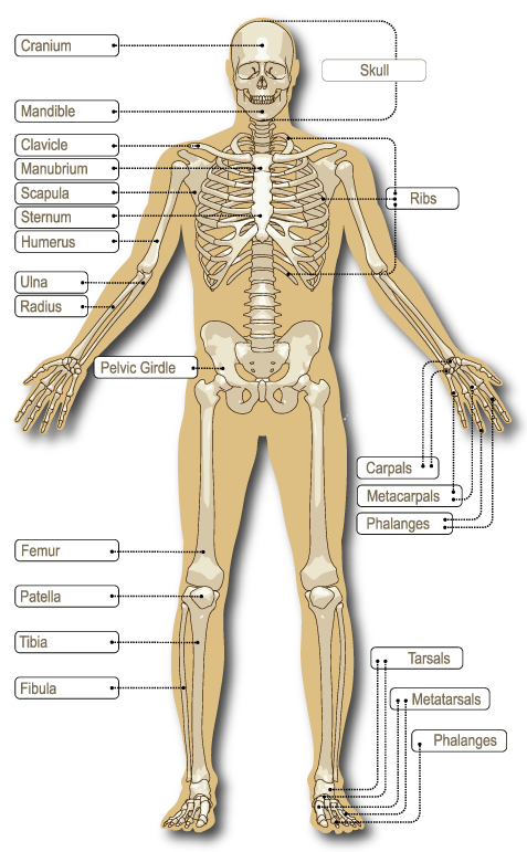 https://aoa.org.au/images/default-source/Travelling-Exhibition/bones/skeleton-graphic-transparent-w-text-and-shadow.png?sfvrsn=fab9cb04_2