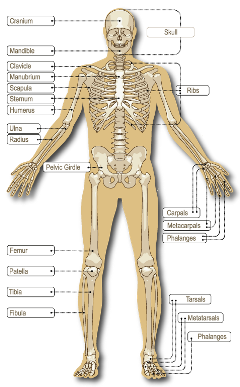 The adult human skeleton comprises 206 connected bones