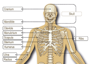Bones-are-living-tissue