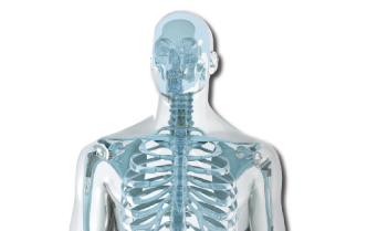 What-does-orthopaedics-involve-skeleton-w-implants